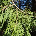 Calocedrus decurrens rameau